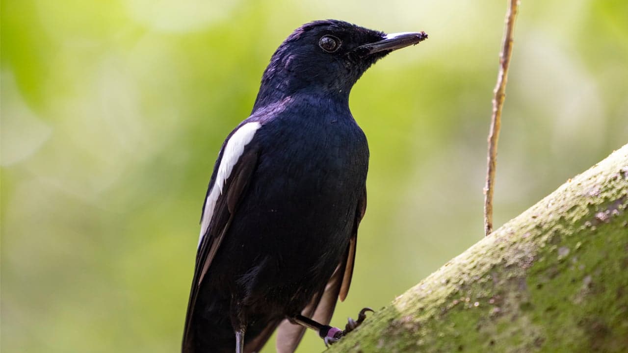 70% of Seychelles Songbird NFTs Sold Some Three Weeks After Launch