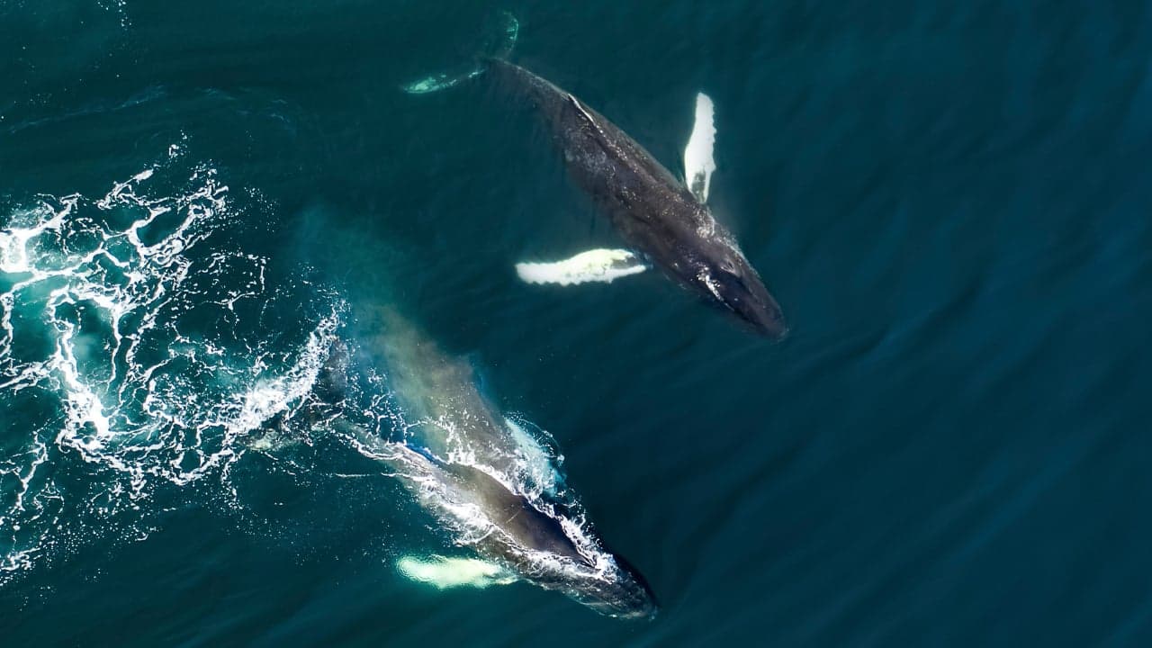 Spending a String of 20,000 BTC — 2 Bitcoin Whale Transactions Move Over $1.2 Billion