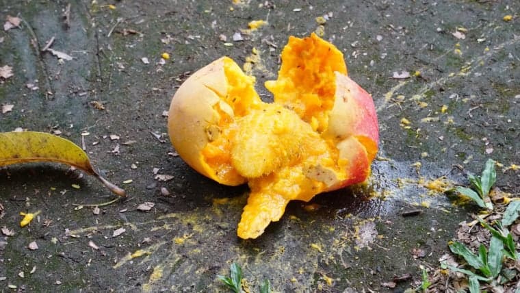 Solana-Based Defi Protocol Mango Markets Loses $116 Million in Hack, Exploit Allegedly Revealed in Project’s Discord in March