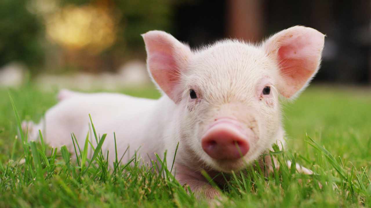 FBI Renews Warning About Pig Butchering Crypto Scam Sweeping the Country