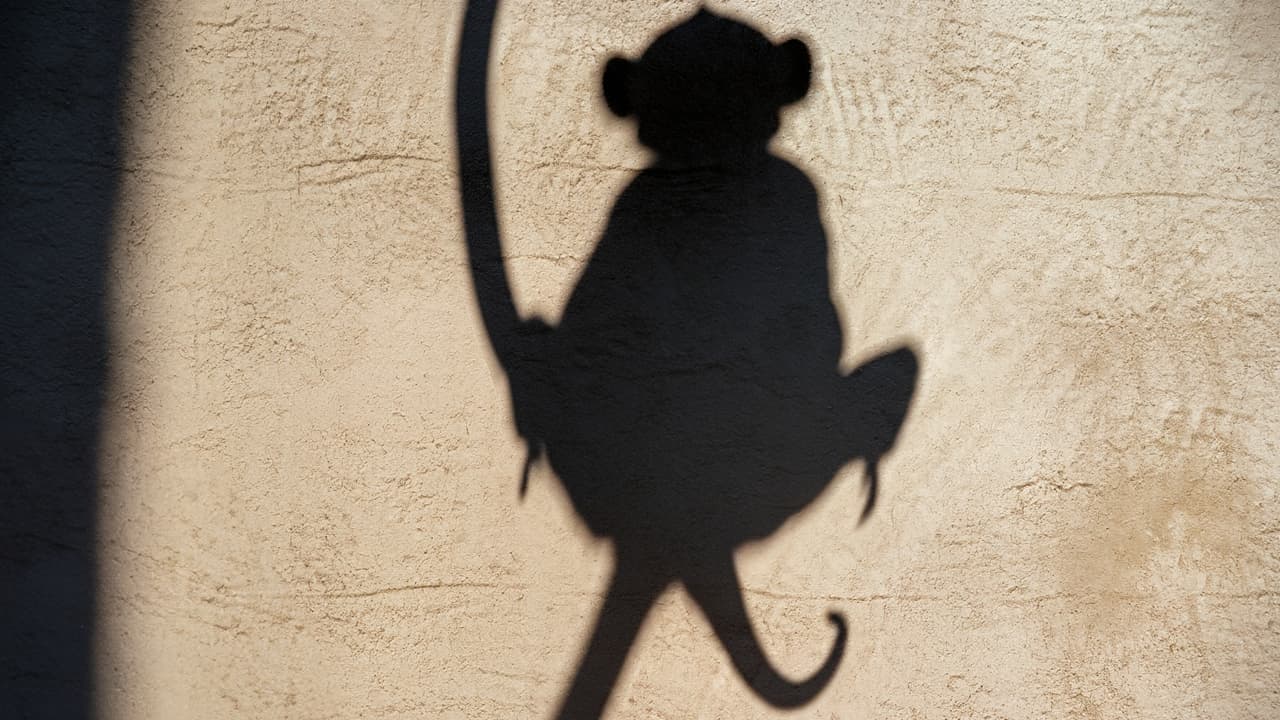 Bored Ape Yacht Club NFTs Face Sharp Decline Amid Broader Crypto Slump