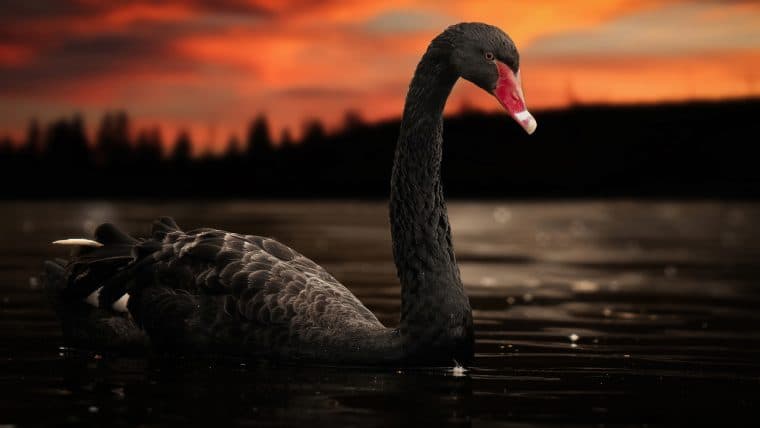 Bitcoin's Black Swan — A Retrospective on 2020's 'Black Thursday'