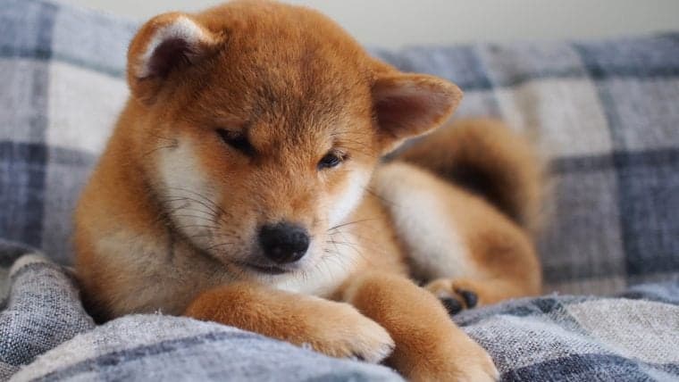 Top Meme Tokens Record Impressive Gains in 24-Hour Trading Frenzy