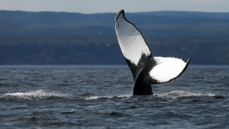 Эра Биткоина Сатоши Пробуждается: Вознаграждение За Блок 2010 Года Переместилось Спустя 3 Дня После Активности Мега-Кита