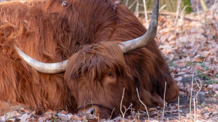 End of the Line for OPNX, Built by Three Arrows Co-Founders Zhu and Davies