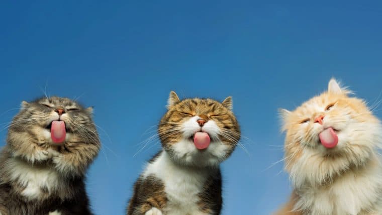 Taproot Wizards Postpones ‘Quantum Cats’ Mint for the Third Time Amid Technical Setbacks