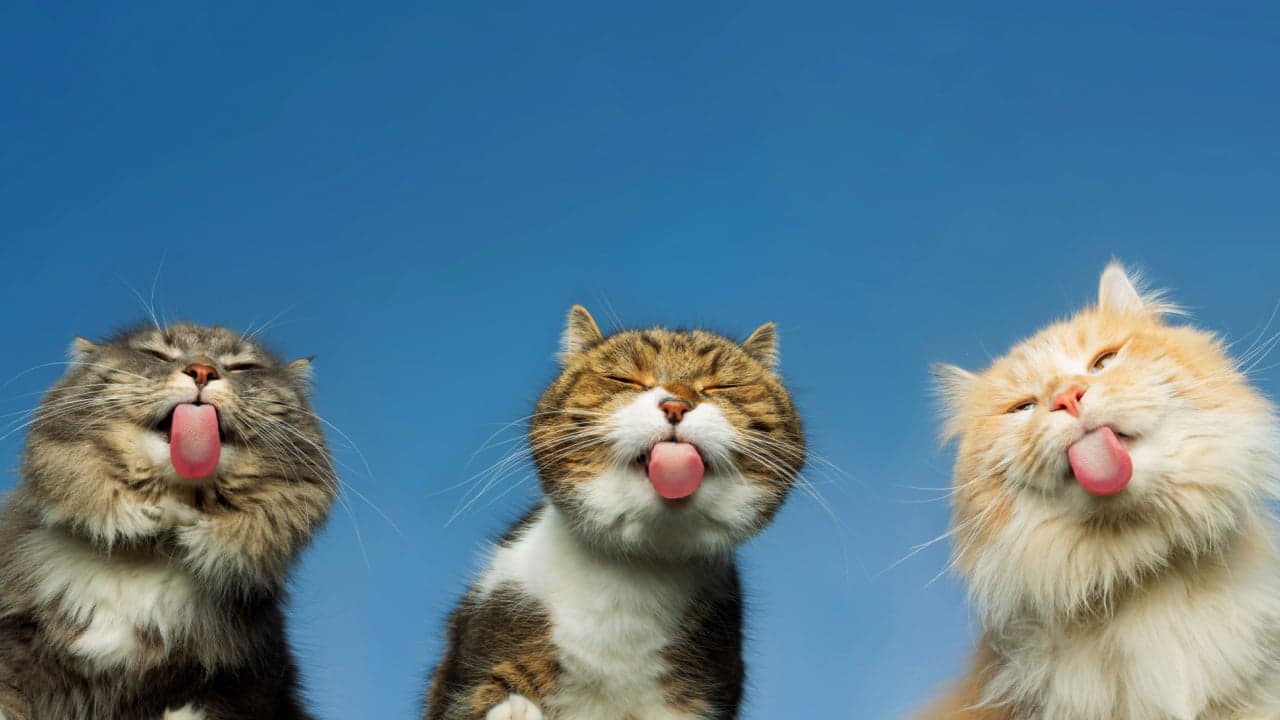 Taproot Wizards verschiebt das "Quantum Cats"-Mint zum dritten Mal aufgrund technischer Rückschläge