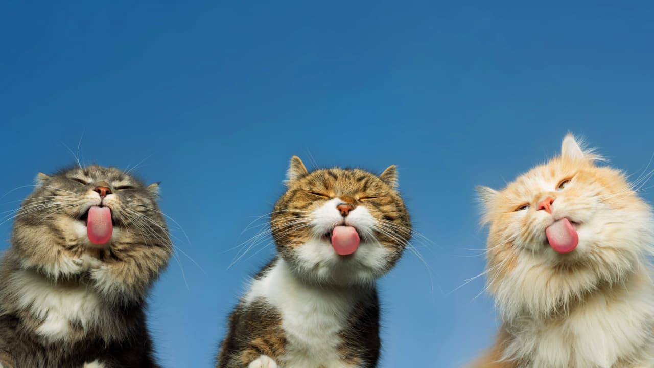 I maghi di Taproot posticipano il lancio di 'Quantum Cats' per la terza volta a causa di problemi tecnici