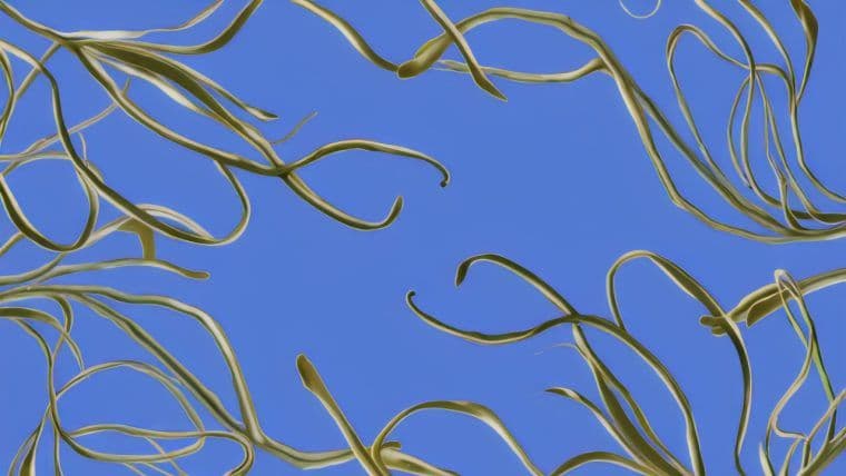 Kelp DAO sichert sich 9 Millionen Dollar in privatem Verkauf zur Förderung der Defi-Expansion