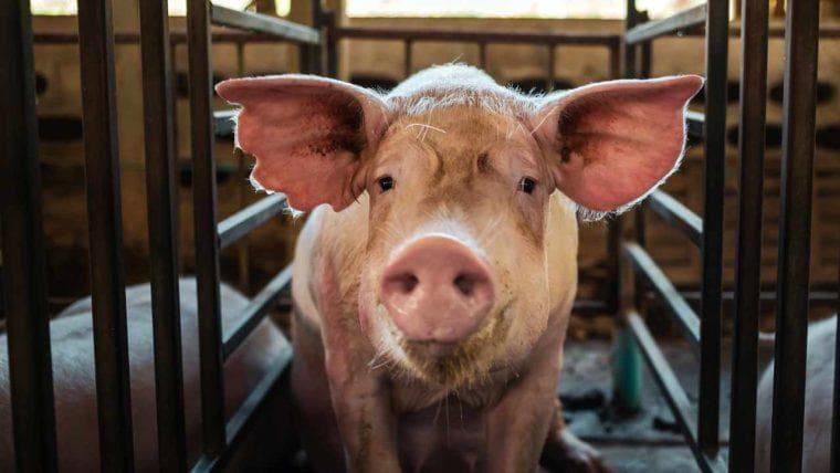 FBI beschlagnahmt 2,5 Millionen Dollar in Krypto aus in Thailand ansässigem Pig-Butchering-Betrug, der Amerikaner ins Visier nimmt