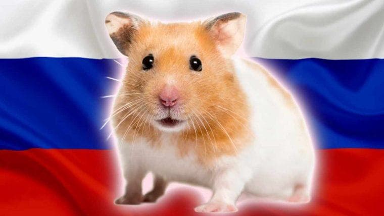 L'87% dei russi conosce le criptovalute, il 42% ha familiarità con Hamster Kombat, mostra l'indagine