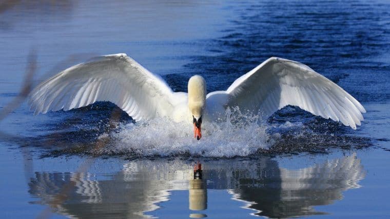 Swan Bitcoin подала позов проти власних адвокатів