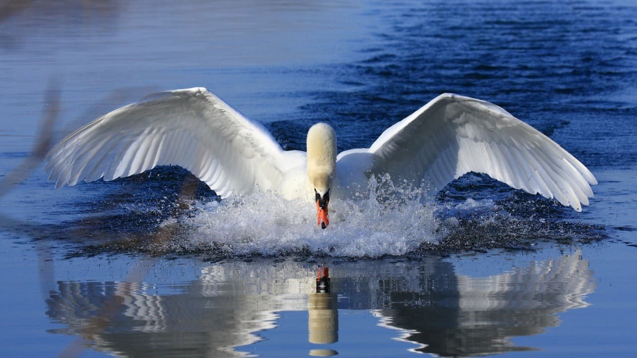 Swan Bitcoin reicht Klage gegen seine eigenen Anwälte ein