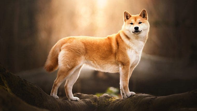 Meme Coin nel Mirino: Il Governo USA Sposta 54 Miliardi di SHIB