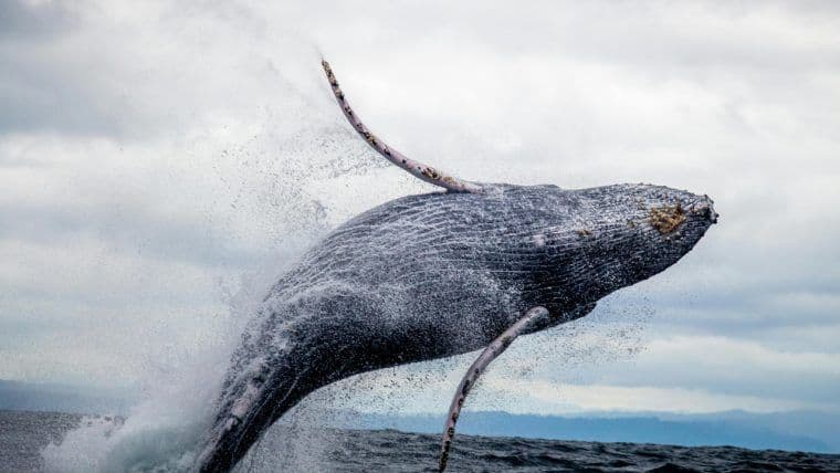 ​​Whale Awakens: $257M in Dormant Bitcoin Moves After 11-Year Hiatus