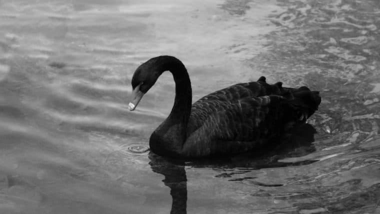 Nassim Taleb Avverte sullo Scoppio della Bolla dell'IA: 'Questo È l'Inizio'