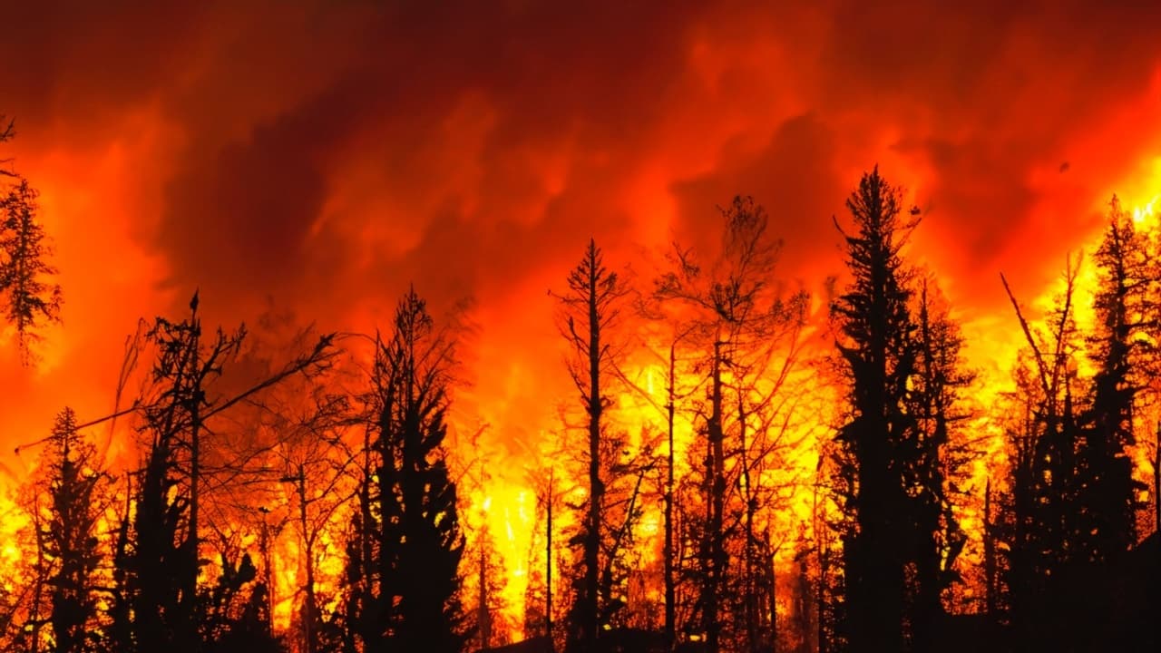 Ripple's RLUSD Mendukung Bantuan Kebakaran Hutan California Dengan Donasi Crypto