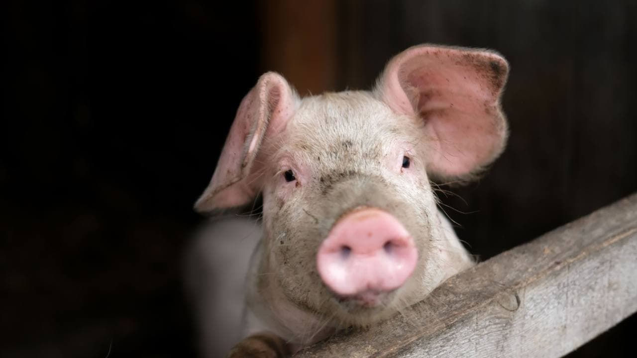 FBI Arresta Tre in una Truffa Cripto di Pig Butchering Legata a una Frode di $13M