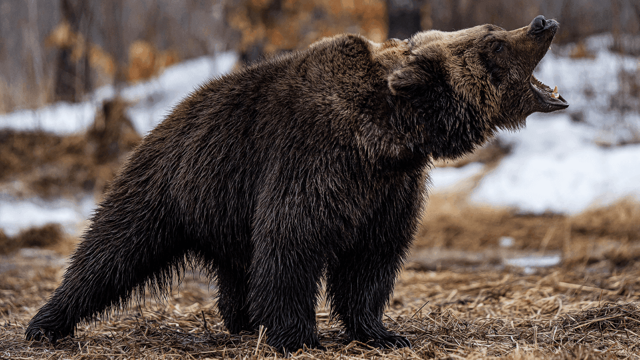 Bitcoin Price Watch: Bearish Momentum Dominates as $80K Support Levels Face Pressure
