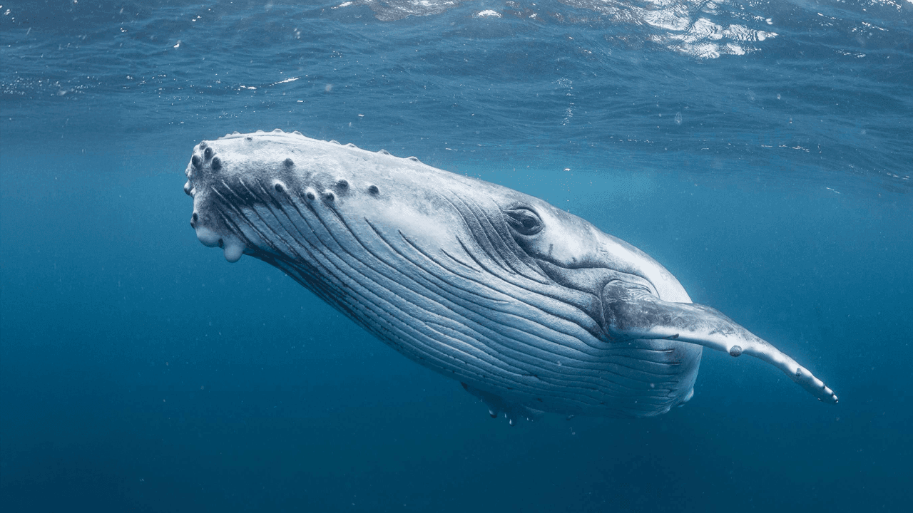 12 Carteiras Bitcoin Legadas Movem 1.200 BTC Após 9 Anos de Silêncio