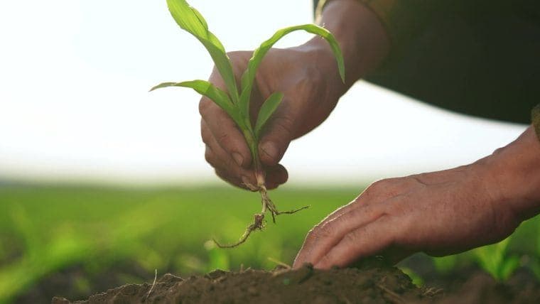 Rootstock osiągnął rekordowy poziom udziału w łączonym kopaniu pomimo spadającej aktywności użytkowników w Q1