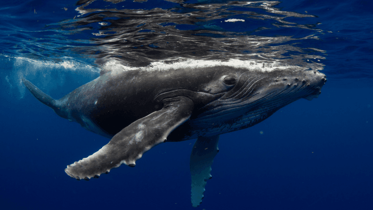 Fourth of July OG Whale Strikes Again: Another 10,000 BTC Moved as 30,000 Still Sit Idle