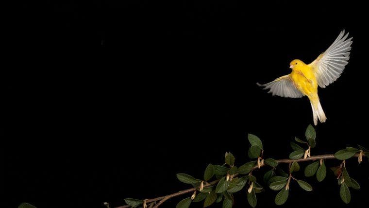 Canary Capitalov McClurg Predviđa Uspon Bitcoina do 150.000 dolara Prije Neizbježnog Pada