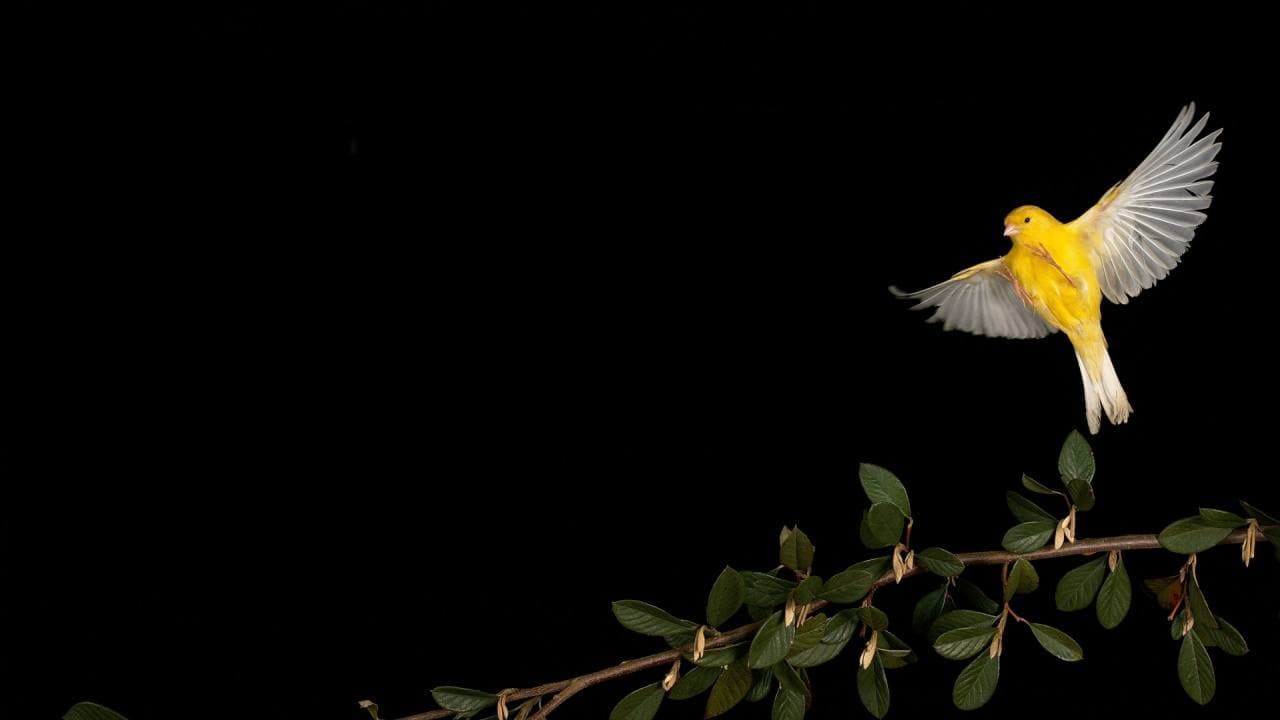 Canary Capitalov McClurg Predviđa Uspon Bitcoina do 150.000 dolara Prije Neizbježnog Pada