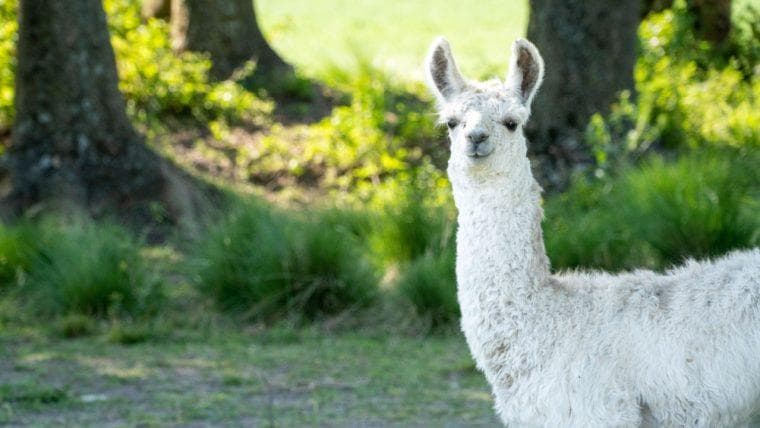 Defillama critica le metriche RWA fuorvianti e chiama in causa le accuse del co-fondatore di Figure