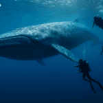 Whale Shorts $16M in Bitcoin and Ether While Going Long on TradFi on Hyperliquid