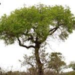 Digital Asset Solutions Firm Completes Australia’s First Tokenized Government Bond Investment