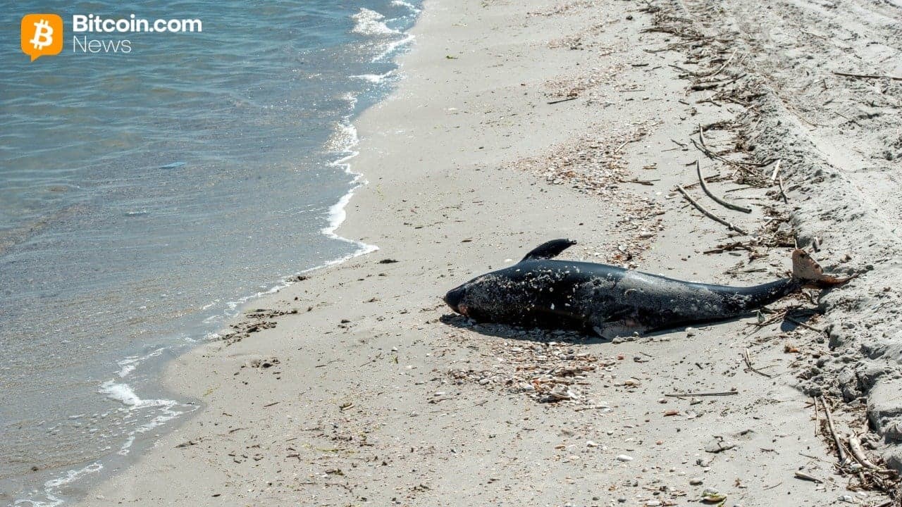 Aqua Wallet Stoppar Delfin Kortprogram Efter Leverantörsproblem