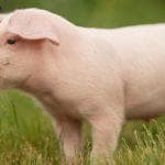 China Confirms Participation in 'First of Its Kind' Anti-Pig Butchering Operation