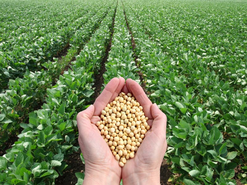 Blockchain Will Transform the Agriculture Industry