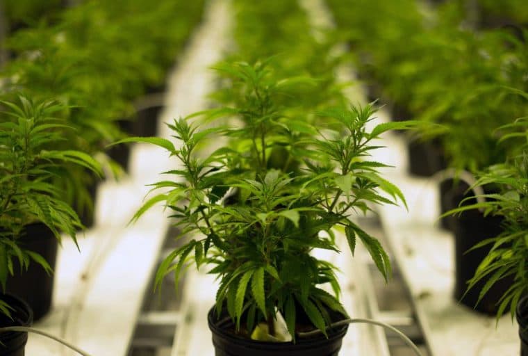 Colorado Cannabis Operations Begin Banking With Bitcoin