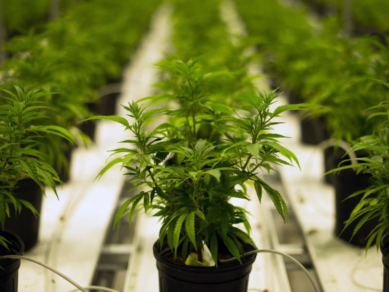 Colorado Cannabis Operations Begin Banking With Bitcoin