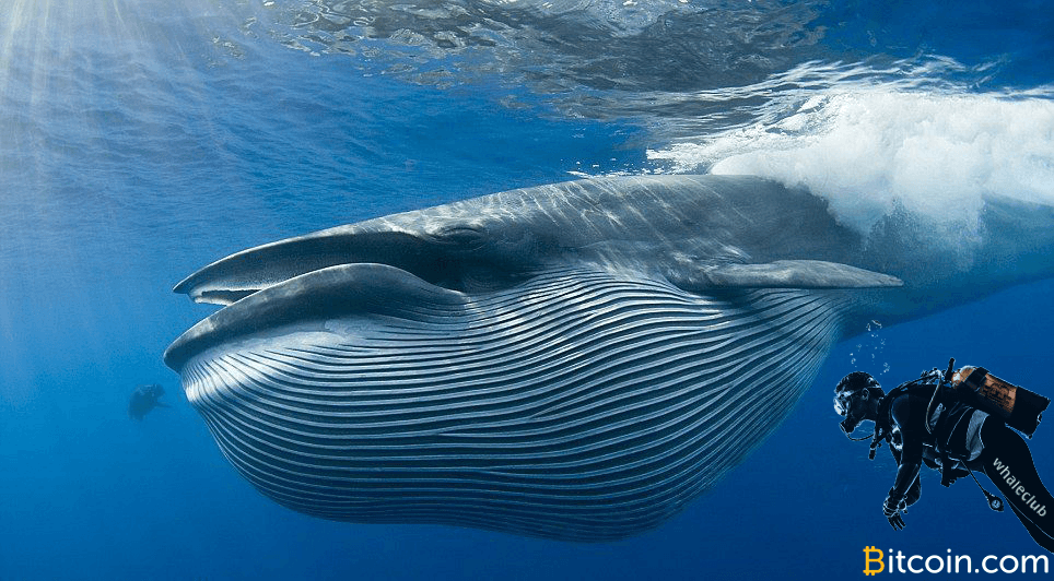 Bitcoin-Powered Whaleclub Crosses $1B in Total Trading Volume