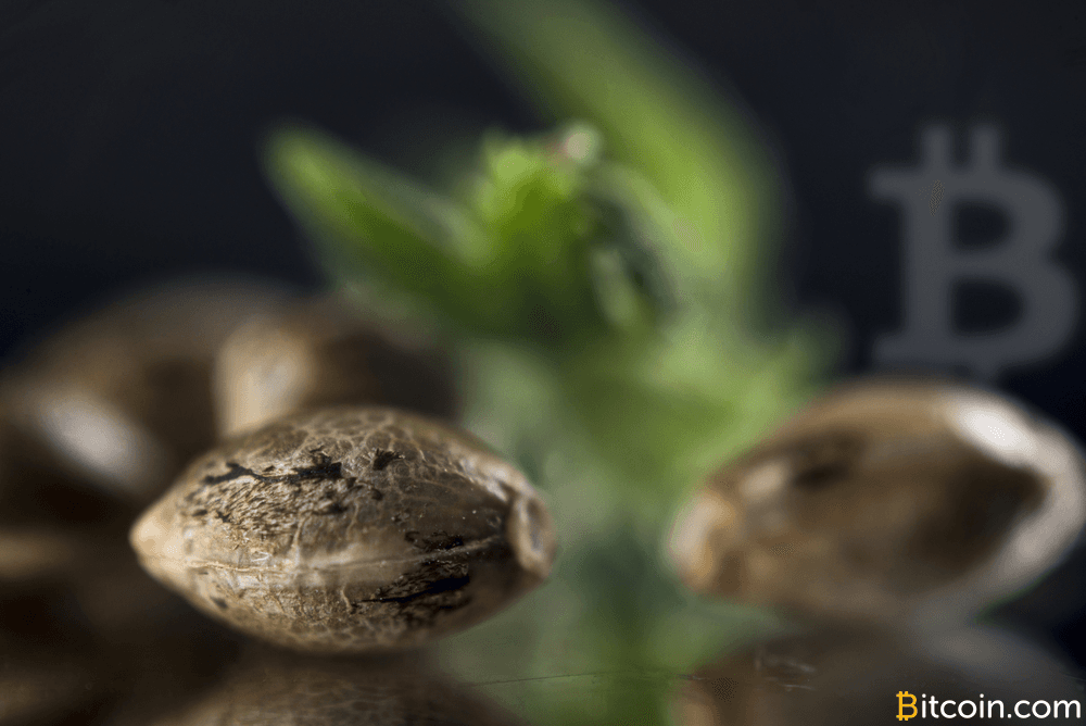 Global Cannabis Seed Banks Are Accepting Bitcoin