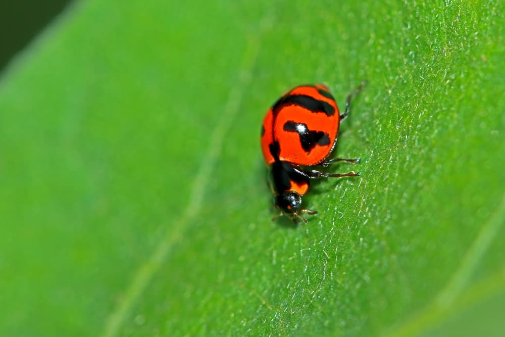 Unlimited Hashrate Increase as Remote Crash Bug Was Reported, Exploited and Fixed in Bitcoin Speed