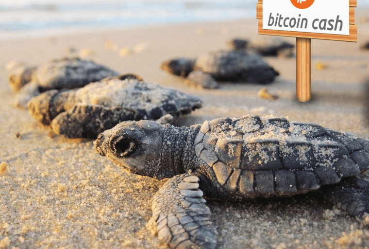 Bitcoin Cash Thrives During Its First Two Weeks of Life