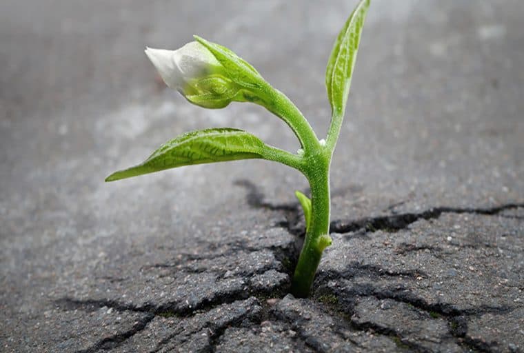 Bitcoin Cash Network’s Block Intervals Settle With New DAA