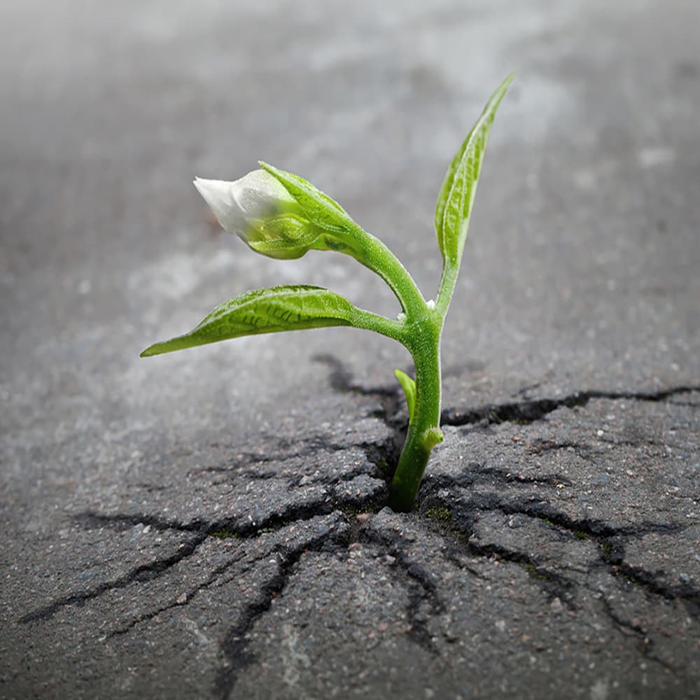 Bitcoin Cash Network’s Block Intervals Settle With New DAA