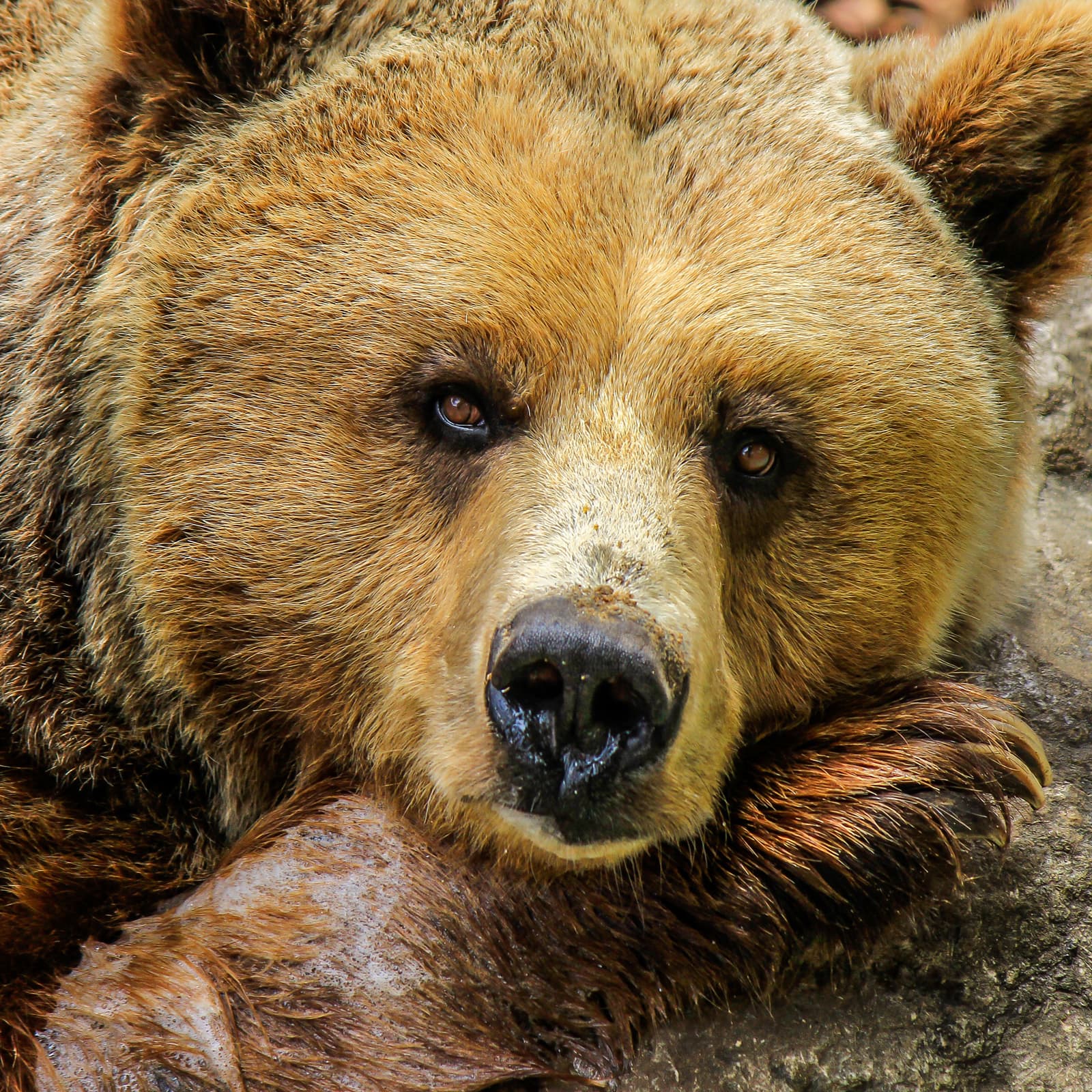 Bitcoin Bears Get Boost with Swiss Short Notes Offering Limited Loss Potential