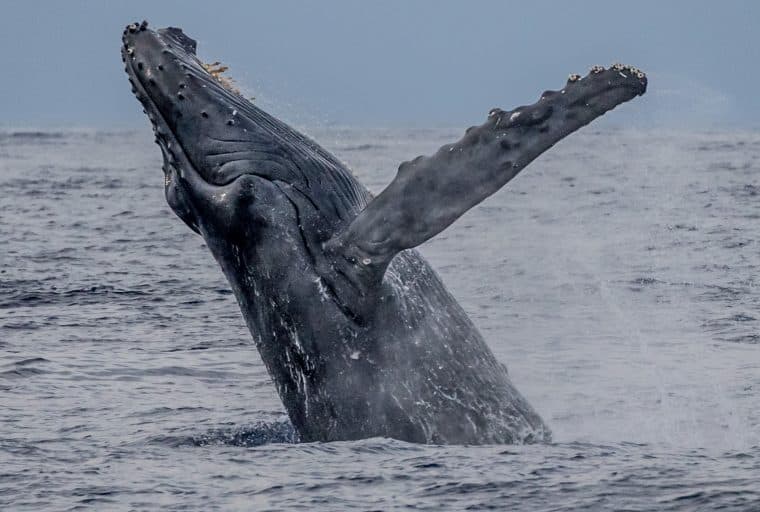 Only Big Broker Offering CME Bitcoin Futures Allows Whales to Short