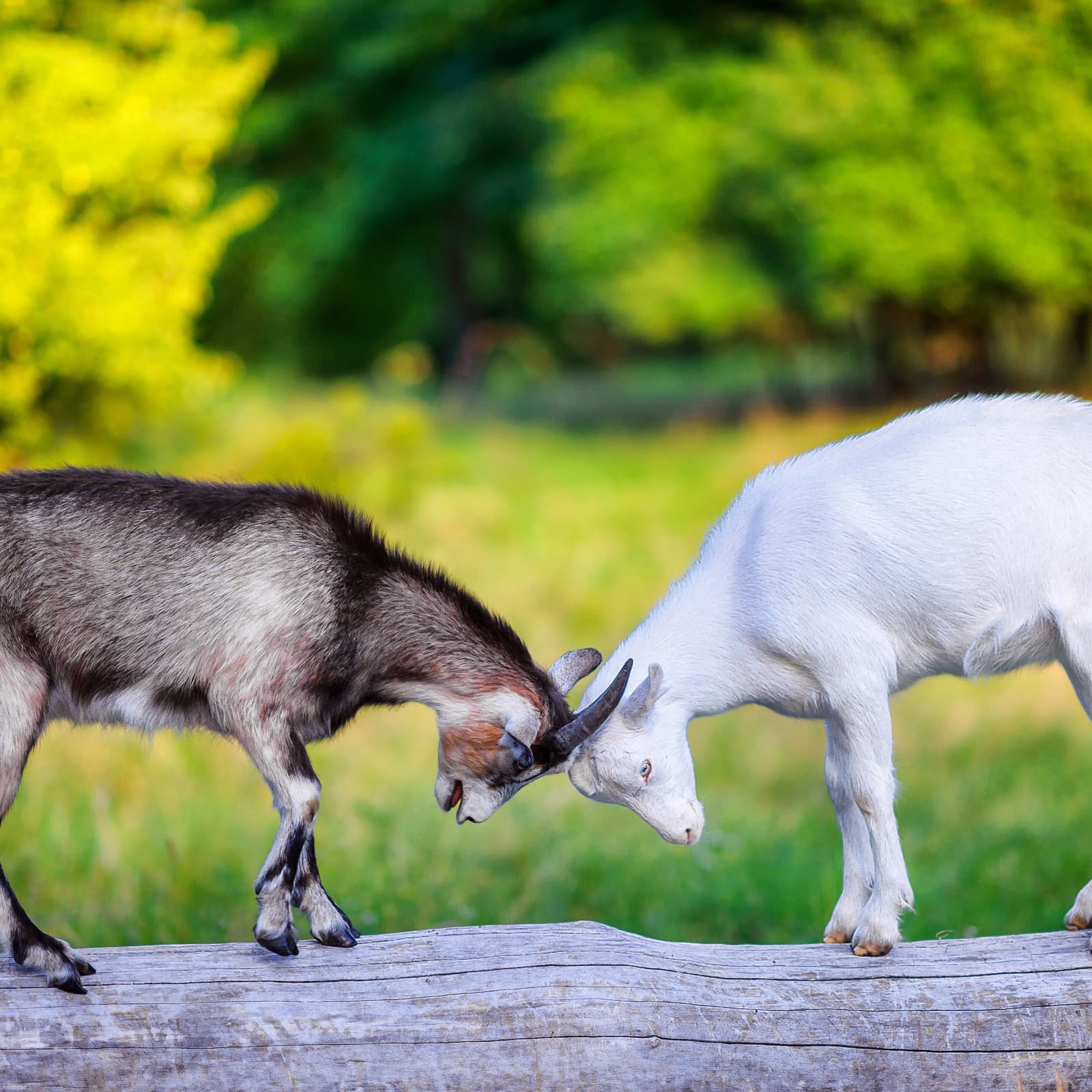 Bitfinex Slaps a Lawsuit on Its Nemesis as the Tether Squabble Gets Ugly