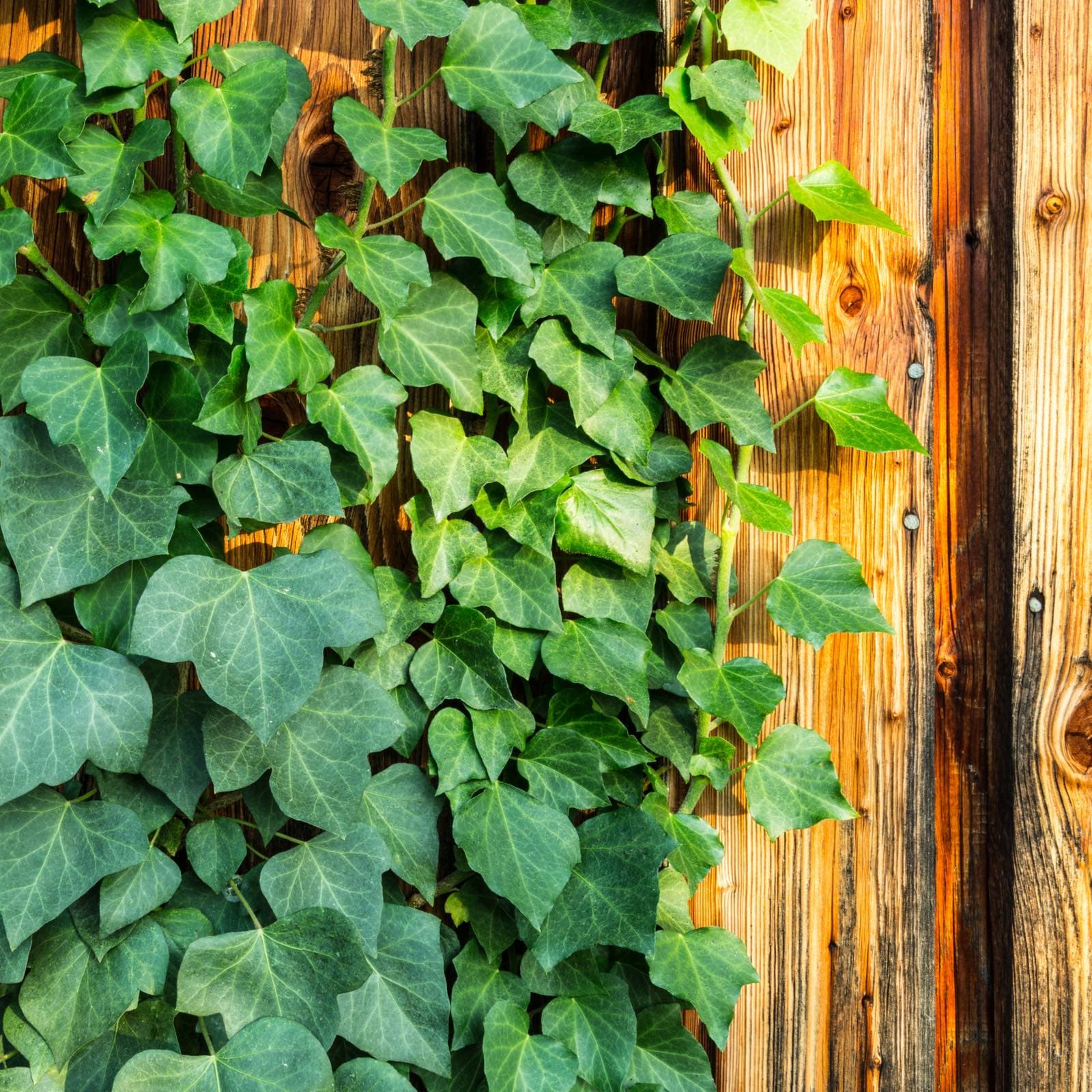 New Chain Platform Ivy Brings Smart Contracts to Bitcoin