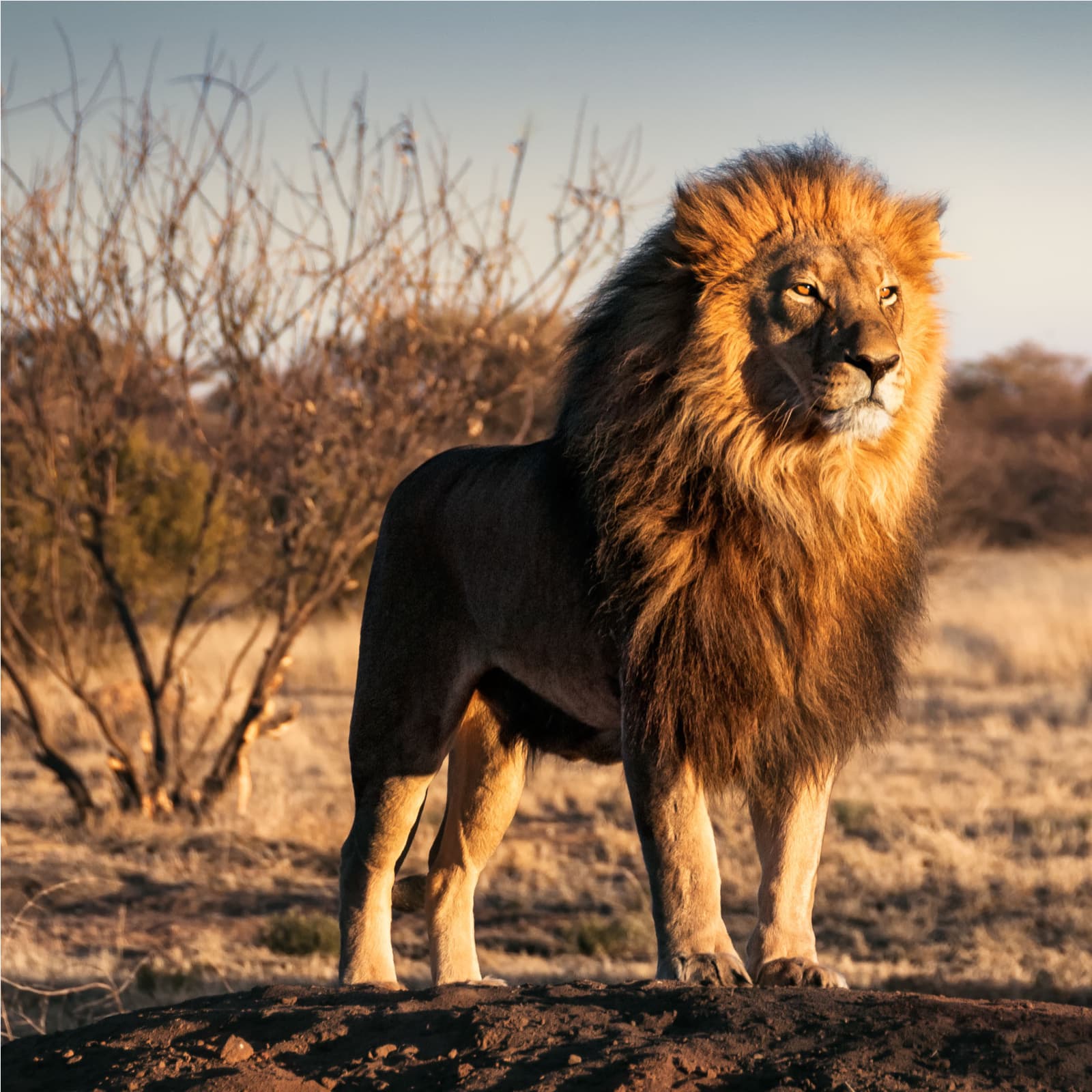 Paxful’s P2P Market Reaches $40 Million in Monthly Bitcoin Volume in Africa