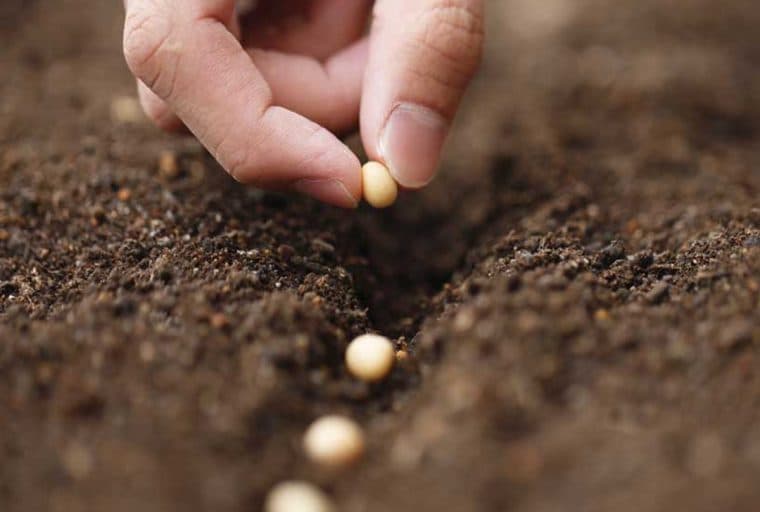 Joystream Test Drive — How To Get Paid Bitcoin Seeding Bittorrent Files