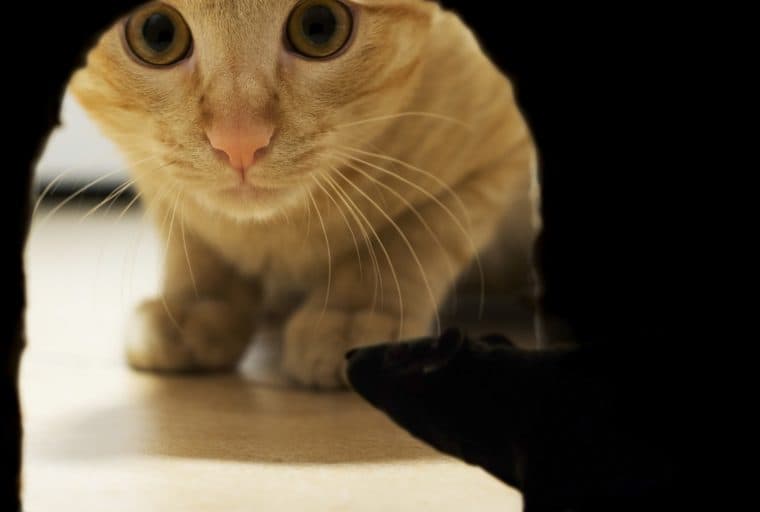 In the Securities Era, ICOs Pleading Ignorance Have No Place to Hide