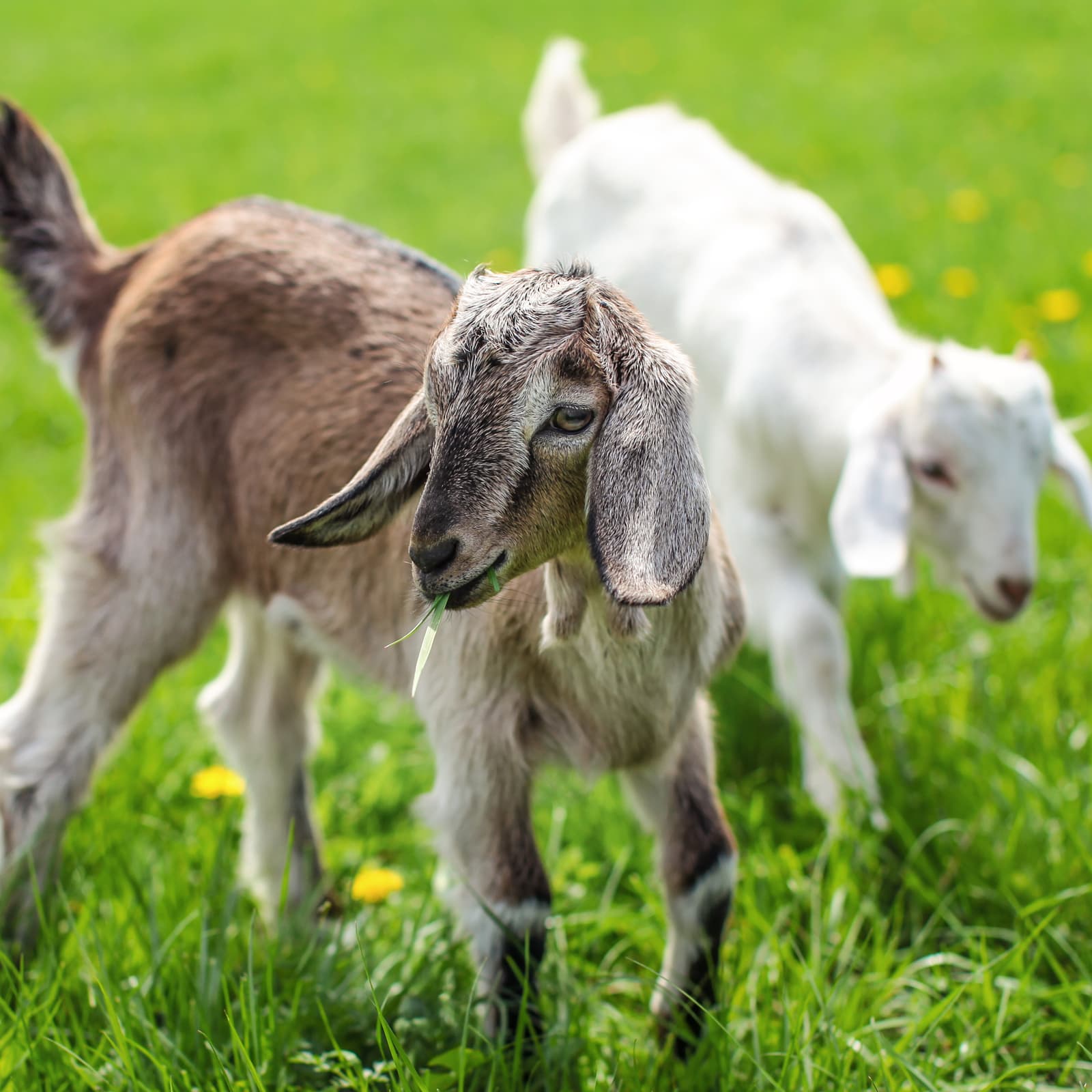 Feed 7 Different Species at the River Forest Farm’s 'Bitcoin Cash Zoo'